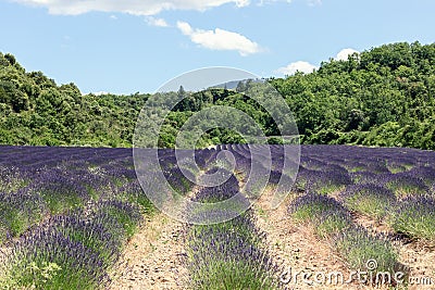 Endless rows of lavender bushes green ears and young flowers surrounded by a dense forest under a pale blue sky.Â Vaucluse, Stock Photo